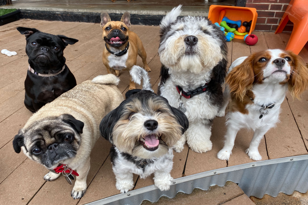 3SmDogAreas